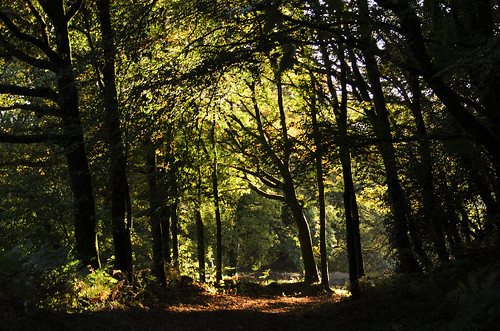 france forest de photography photo nikon photographie bretagne forêt côtesdarmor carhaix glomel d7000