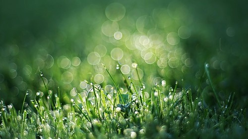 pentax k5 smcpentaxm50mmf17 bokeh garden light lazio italy grass dew outdoor stefanorugolo