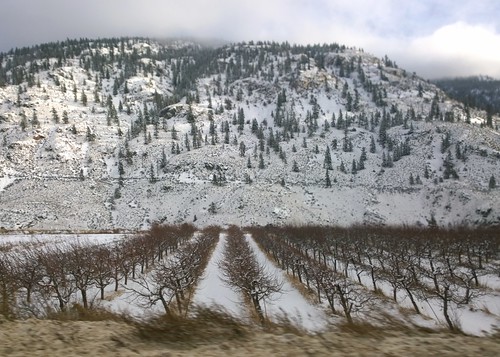 trees winter mountain snow cold weather landscape highwayone orchard rows transcanadahighway brilliant thompsonrivervalley weatherphotography
