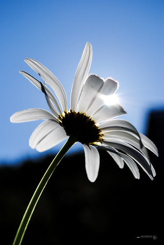 backlit macromondays nikon flower daisy macro