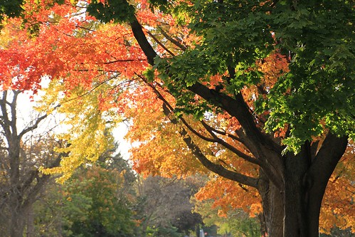 autumn cityscape iowa maples forestcity