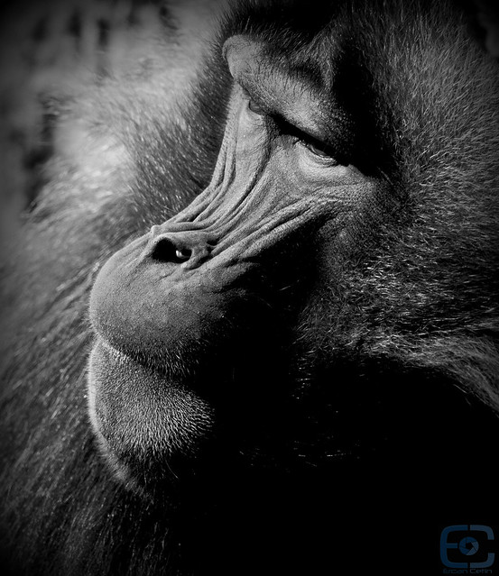 portrait of a gelada baboon