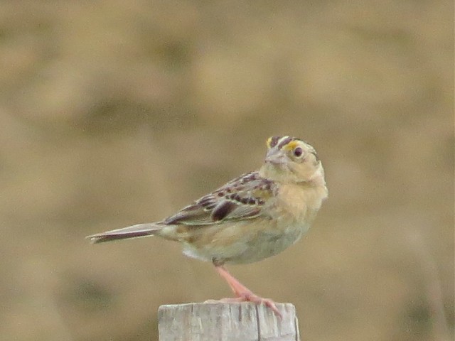 Grasshopper Sparrow at the Grove Park in McLean County, IL 04