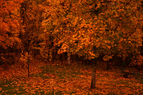 autumn trees oktober grass leaves suomi finland garden backyard october colours hanko nordic wheelbarrow höst syksy trädgård puutarha lokakuu hangö