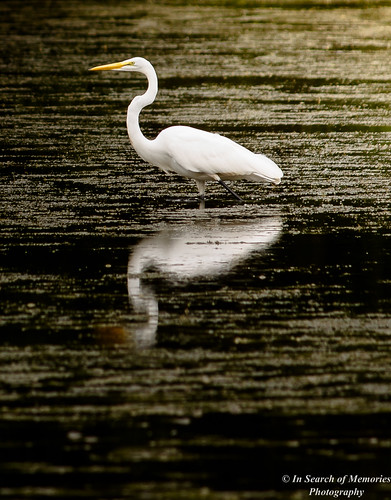 reflection nature water birds canon outdoors alabama stevenson egret jacksoncounty