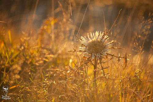 sunset italy mountain flower