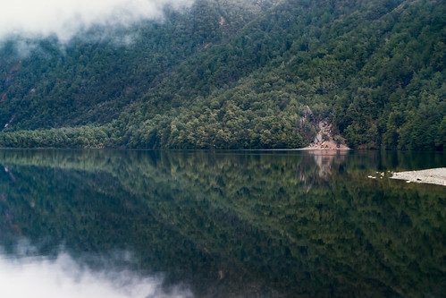morning newzealand mist lake cold reflection green wet water sunrise still bush rainforest cloudy rainy nz southisland fiordland lakegunn lowcloud beechforest