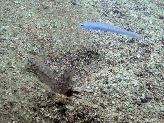Blue tailed dartfish with shrimp and shrimp-goby