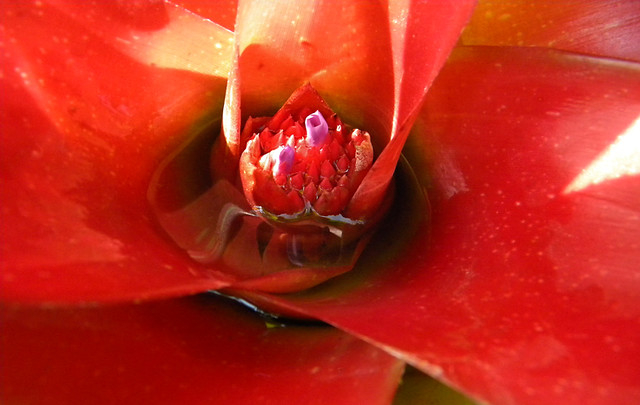 Red bromeliad growing in the jungle of Costa Rica