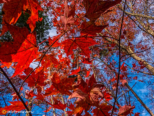 autumn trees sky fall leaves lumix panasonic fz200