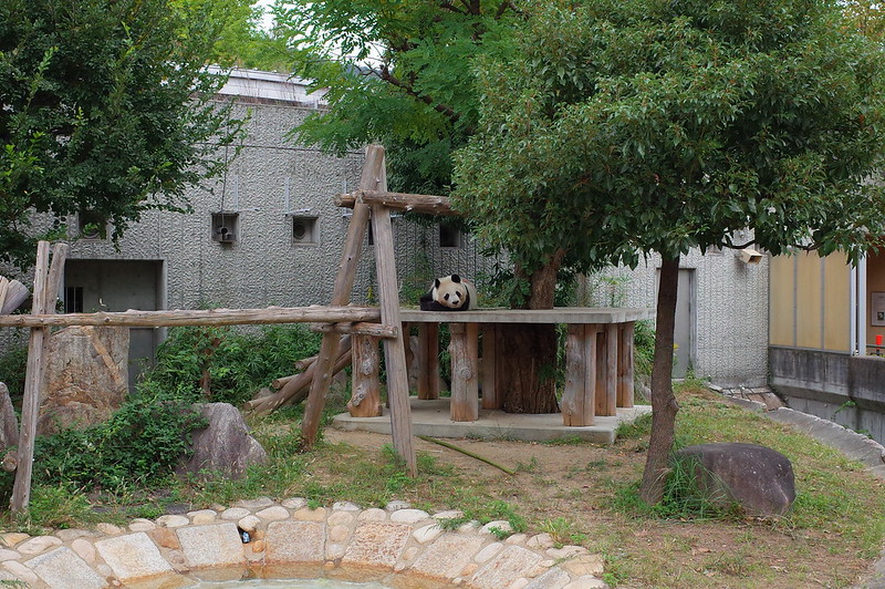 神戸王子動物園ジャイアントパンダ
