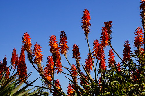 southafrica cross natural flowering hybrid aloemarlothii aloearborescens xanthorrhoeaceae asphodeloideae