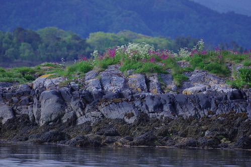 flowers sea coast blomster fishingvillage fiskevær håholmen haaholmen