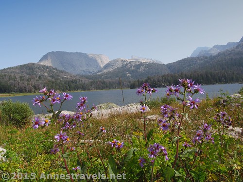 Wildflowers at Big Sandy Lake in the Wind Rivers of Wyoming