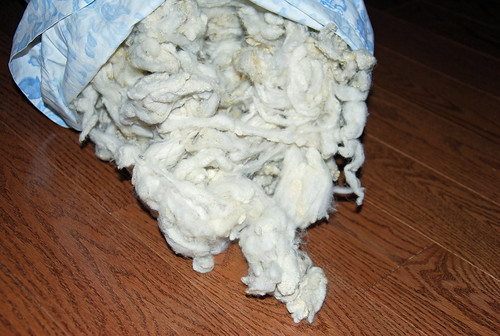 Cleaned bag of Ontario Babydoll Southdown wool