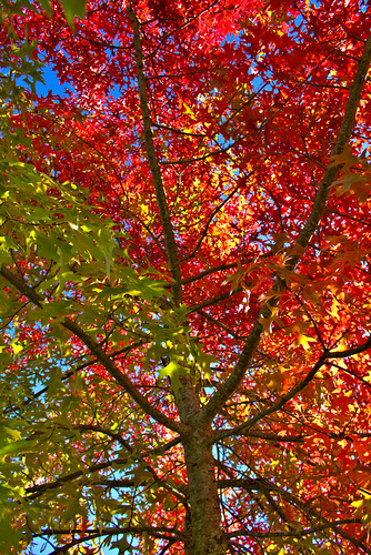 montana noxonmontana fall autumn colors leaves trees endofsummer foliage outdoor tree