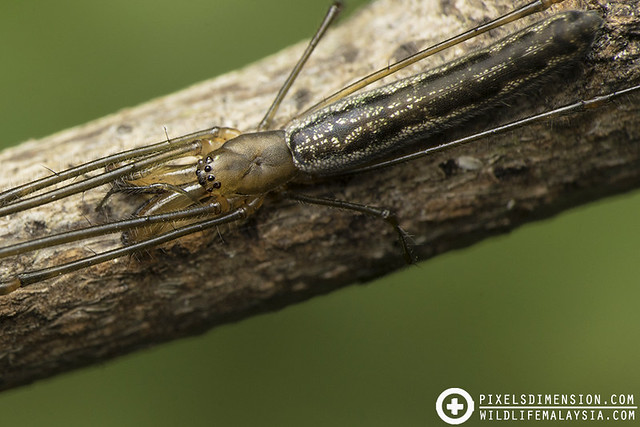 Mangrove Long-Jawed Spider- Tetragnatha josephi ♀