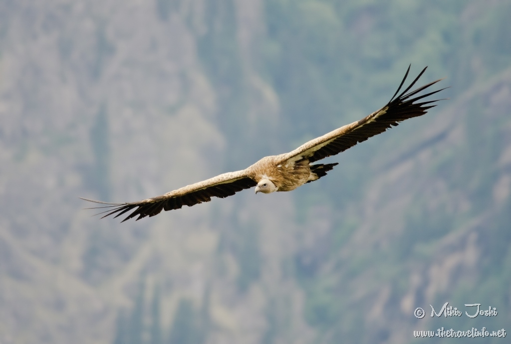 Himalayan Griffon