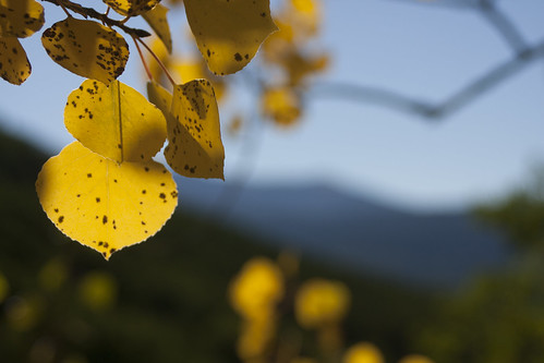 autumn mountains leaves yellow colorado aspens