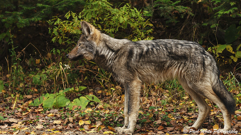 Wolf in Algonquin Park 2015