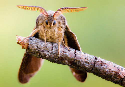 insect moth lepidoptera foxmoth sigma18035 zerenestacker sonynex7