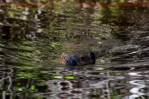 water animal swimming mammal zoo august beaver québec castor castorcanadensis 2015 stfélicien borealie saintfélicien americanbeaver zoosauvage eos7d boréalie