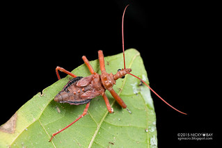 Assassin bug (Reduviidae) - DSC_3016