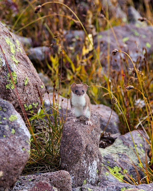 Short-Tailed Weasel
