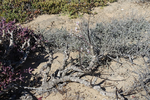 Pelargonium adriaanii in habitat