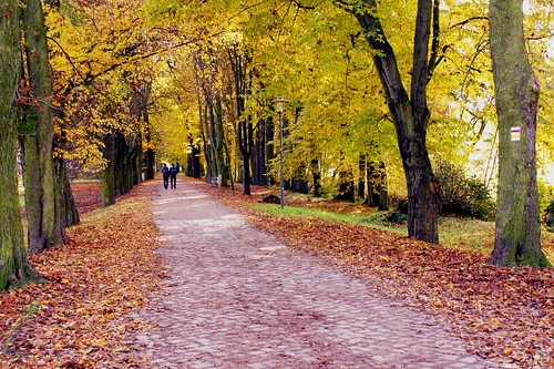 street autumn trees fall nature germany sony laub herbst natur sachsen bäume baum laeves waldenburg strase grünwalder