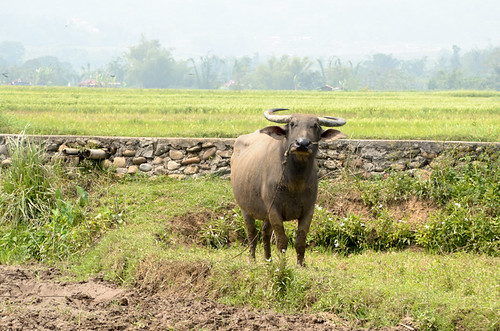 water field indonesia buffalo rice canyon sianok sianokcanyon karbouwengat ivkoto provinsisumaterabarat