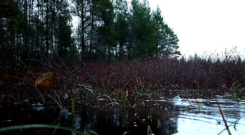 wetland kitsappeninsula trail flood galaxys6 duckseye duckseyeview grass spiraeadouglasii hardhack