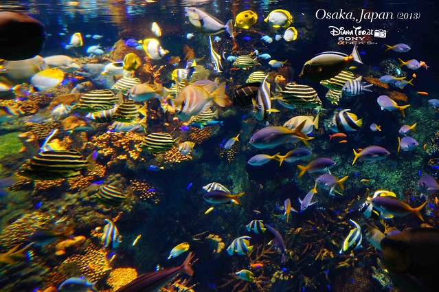Japan - Osaka Aquarium Kaiyukan 08