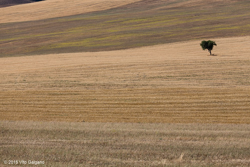 tree nature field campo albero calitri