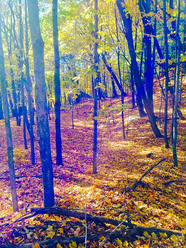 autumn fall nature leaves forest woods iphone5