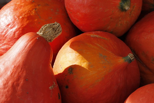 red gourds pumpkins stems elmwoodillinois christappleorchard
