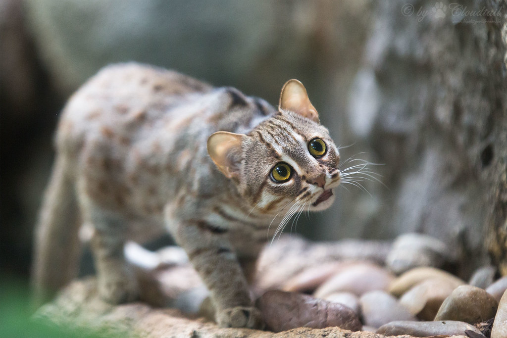 Rusty spotted cat