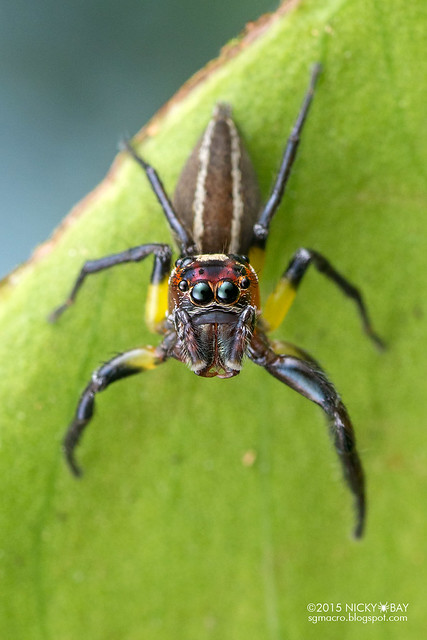 Jumping spider (Salticidae) - DSC_8679