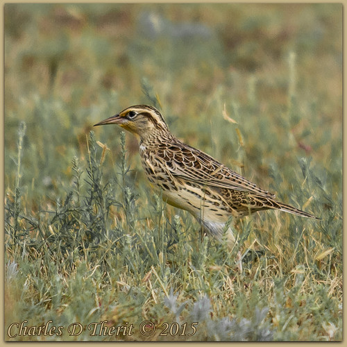 12000 32 400mm 7d 7dclassic 7dmark1 7dmarki bird brown canon colorado coloradosprings ef400mm ef400mmf28liiusm eos7d explore f32 grass green ground iso160 meadowlark profile supertelephoto telephoto unitedstates usa westernmeadowlark white yellow geo:lat=3878382932 geo:lon=10461314678 geotagged securitywidefield field animal outdoor best wonderful perfect fabulous great photo pic picture image photograph esplora explored