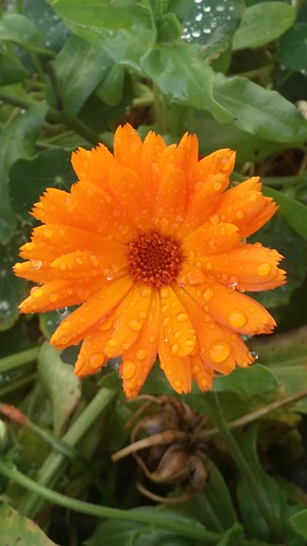 20151107105918 calendulaofficinalis norge norway stadsbygd ringblomst marigold sooc