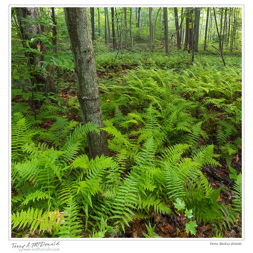 ontario canada nature environmental longpoint deciduousforest portrowan oldgrowthforest carolinianforest norfolkcounty nikond800e