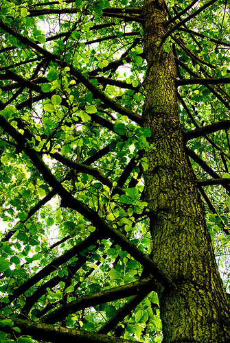 park tree green nature outdoor poland polska natura zielony drzewo światłocień chairscuro