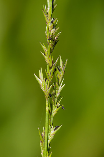 native poaceae monocots chasmanthiumlaxum slenderspikegrass uniolalaxa