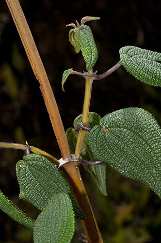 peru amazonas melastomataceae chachapoyas leymabamba fieldpicture abrabarronegro amazonasregion colmichelangeli1739 tamerianiatetragona cerroscallacalla