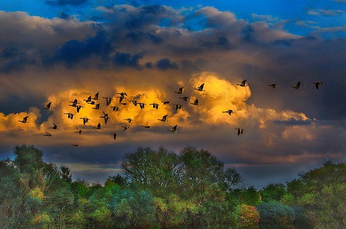 uk trees sunset clouds geese wildlife lincolnshire hdr langtoft canonef100400mmf4556lis canonef100400mmf4556lisiiusm