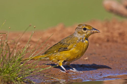 bird ave summertanager pirangarubra tángararoja