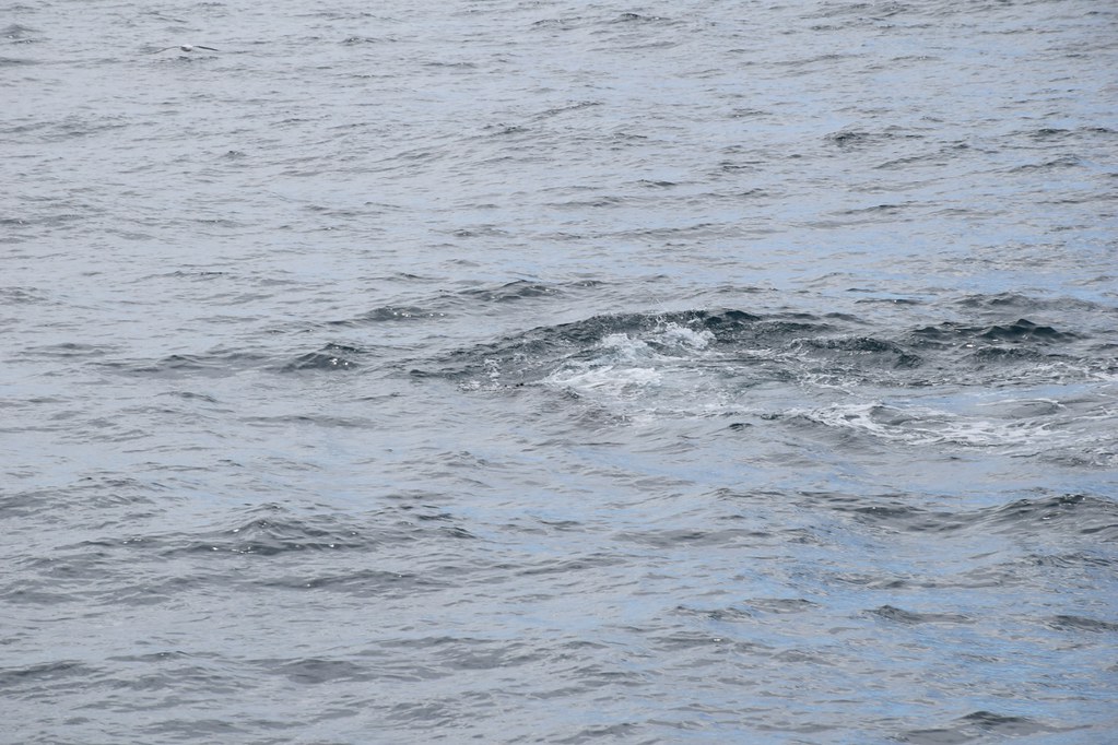 凱庫拉觀鯨-鯨魚潛入畢 (1280x853)