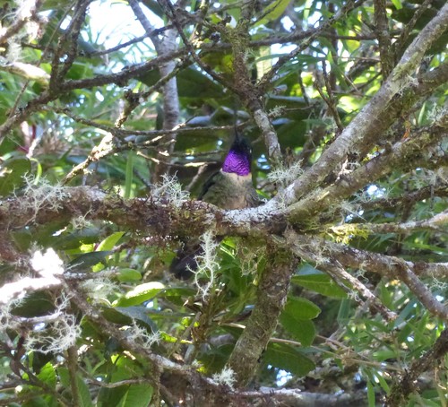 birds hummingbird bolivia aves sunangel amethystthroatedsunangel heliangelusamethysticollis
