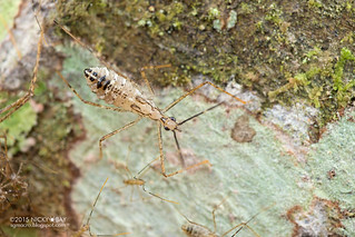 Assassin bug nymphs (Reduviidae) - DSC_3260