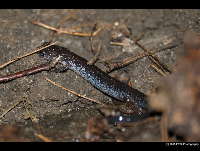 Blue-spotted Salamander (Ambystoma laterale)